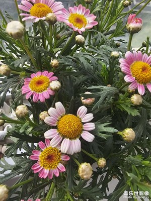 【行攝正月里】花開迎春