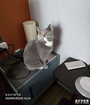 【行攝正月里】爭風(fēng)吃醋的萌寵灰寶