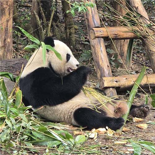 成都大熊猫太萌