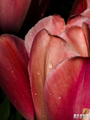 【行攝正月里】郁金香