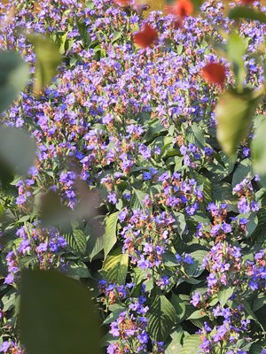 【行攝正月里】初春