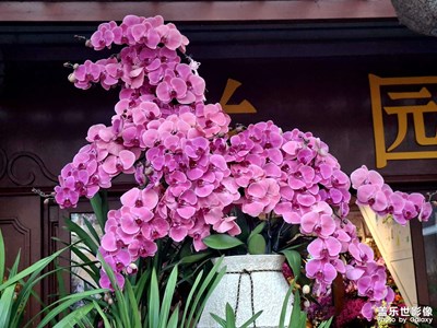 【行攝正月里】花香茶韻里的中國年