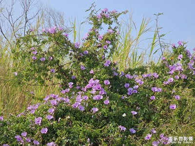 【行攝正月里】晴朗戶外