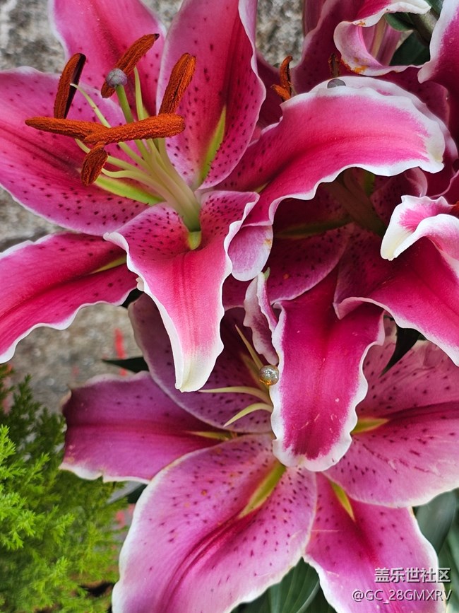 【春節(jié)符號(hào)】新年新氣象