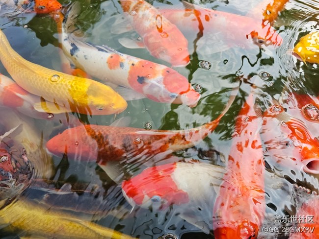 【福滿(mǎn)新歲】新年