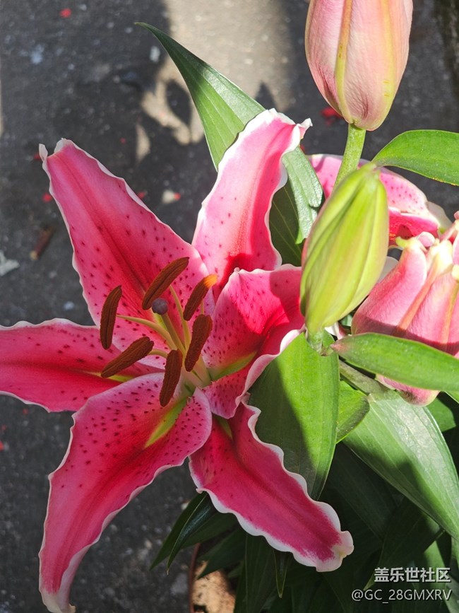 【春節(jié)符號(hào)】新年新氣象