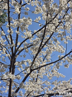 家樓下的花，光與影??