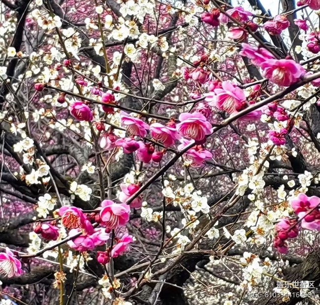 【旅途瞬間志】尋梅