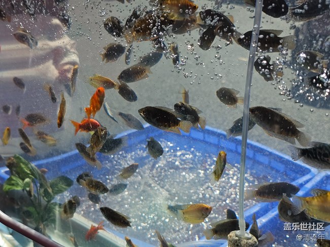 【福滿新歲】年年有余