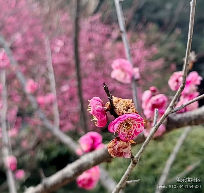 【旅途瞬間志】尋梅