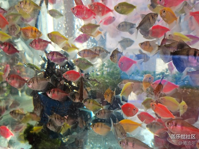 【福滿新歲】年年有余