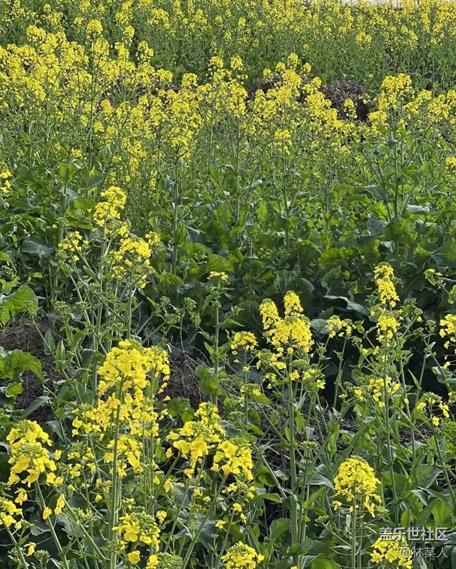 【旅途瞬間志】看花去