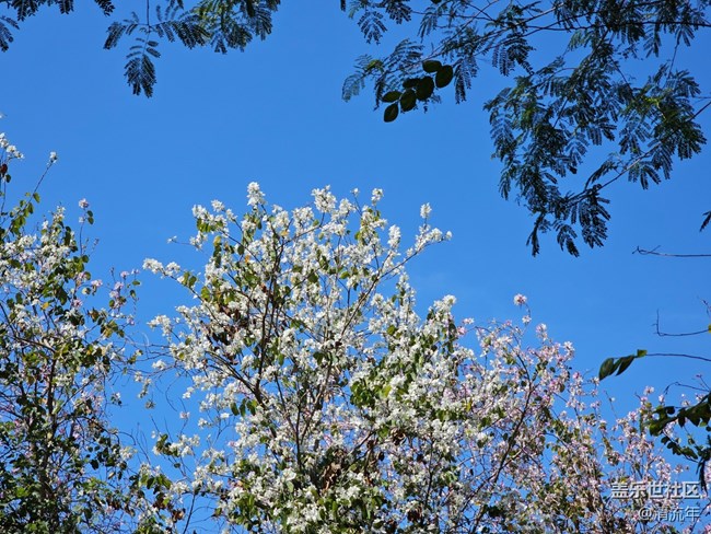 【春節(jié)符號】有花開