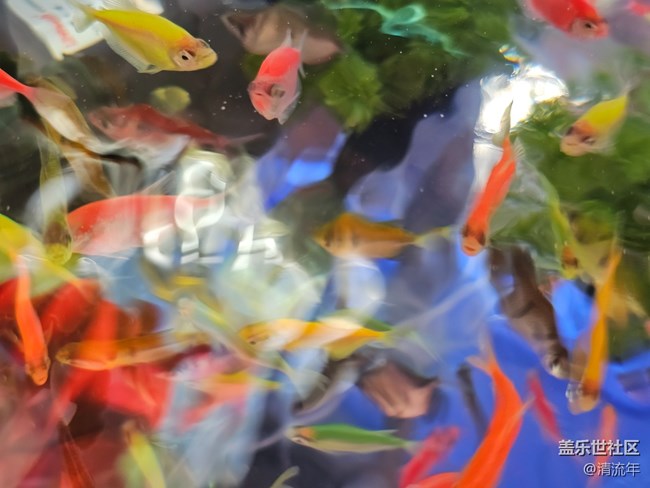 【福滿新歲】年年有余