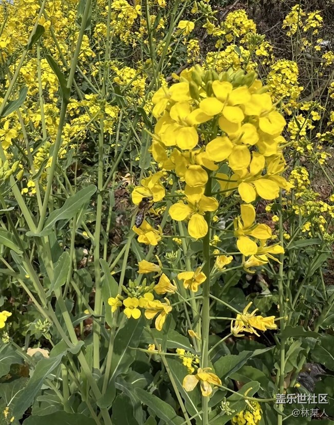【旅途瞬間志】看花去