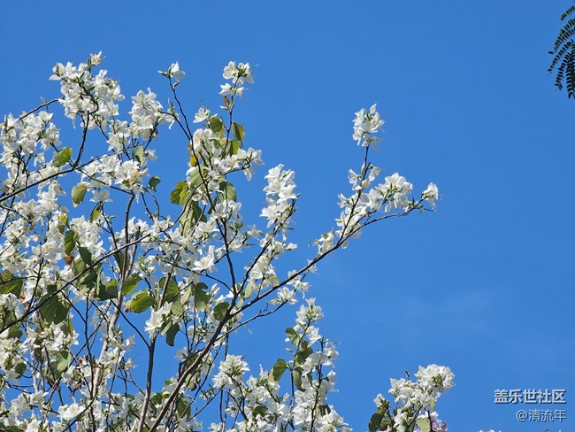 【春節(jié)符號】有花開