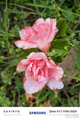 【行攝正月里】路邊野花