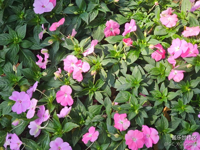 【春節(jié)符號】城市新年