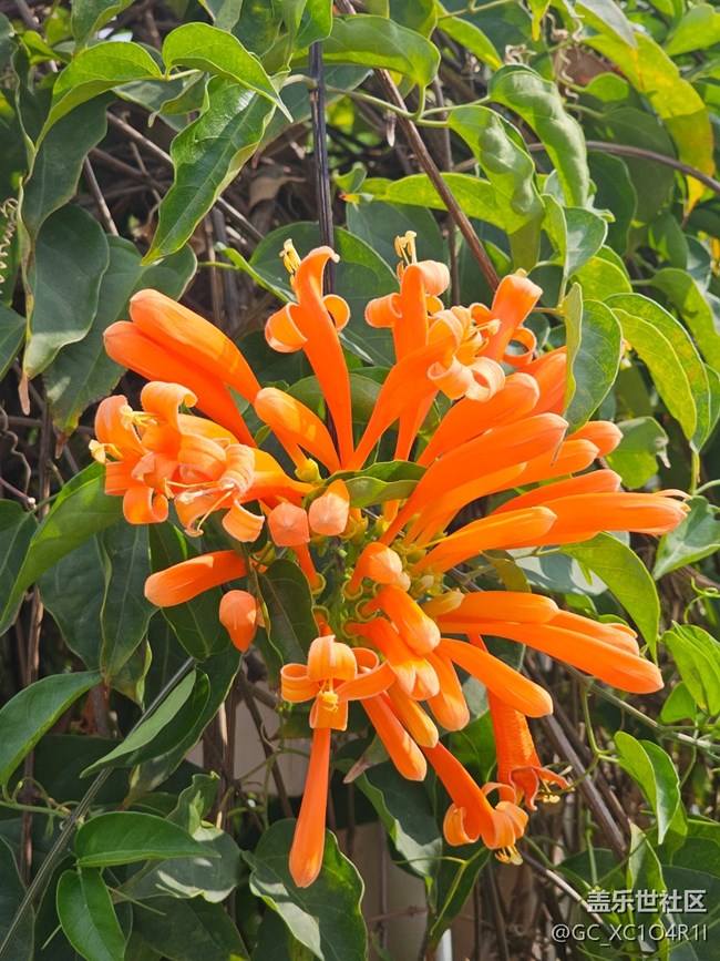 【春節(jié)符號】多彩新年