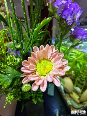 菊花的溫柔速寫