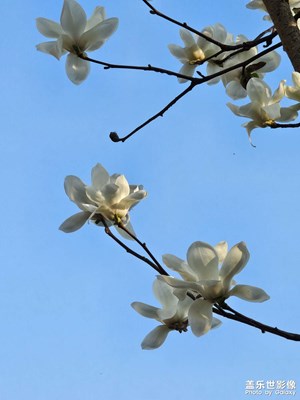 【光影一刻】春花