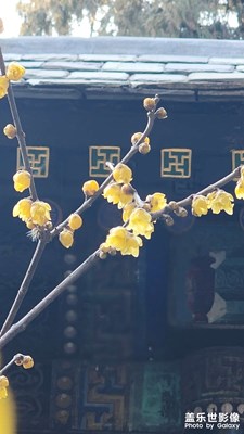 【光影一刻】+蠟梅