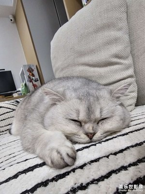 【光影一刻】和貓一起融化