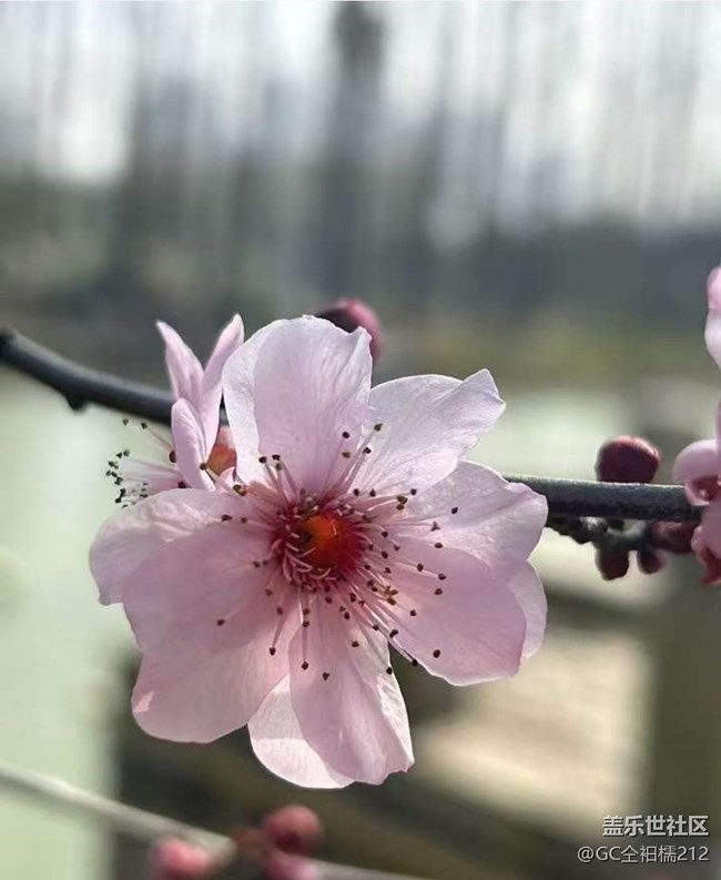 【旅途瞬間志】探春