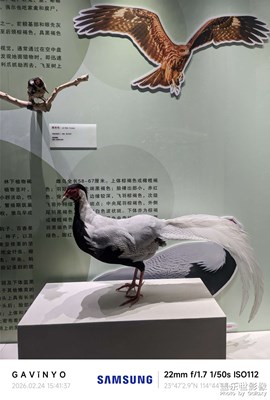 【光影一刻】手工仿真動物標(biāo)本