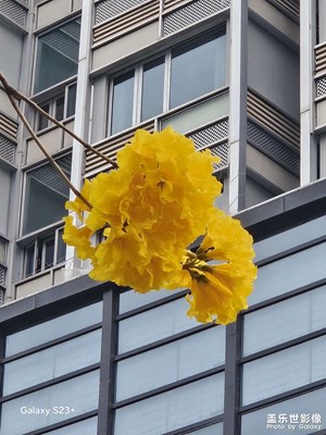 【光影一刻】樓下隨拍