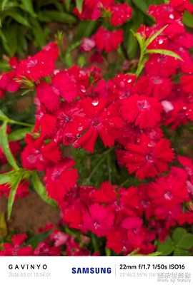 【光影一刻】春天花開紅艷艷