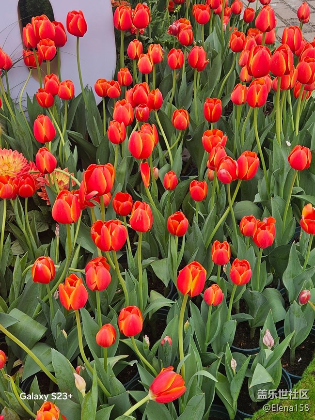 【繁花入夢(mèng)】繁花如夢(mèng)令