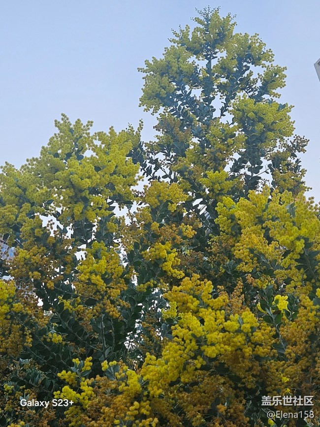 【繁花入夢】昨日黃花之今日繁華