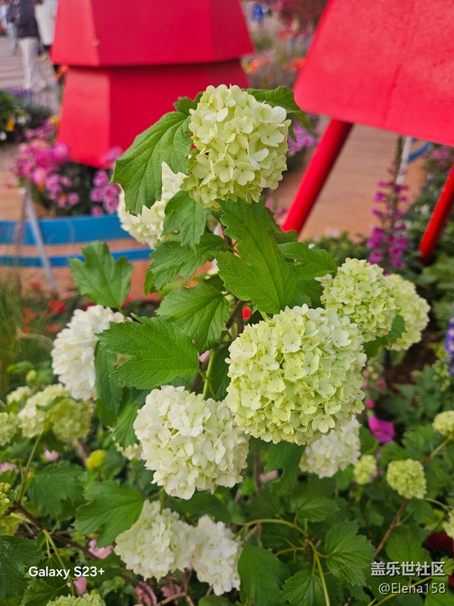 【繁花入夢(mèng)】繁花如夢(mèng)令