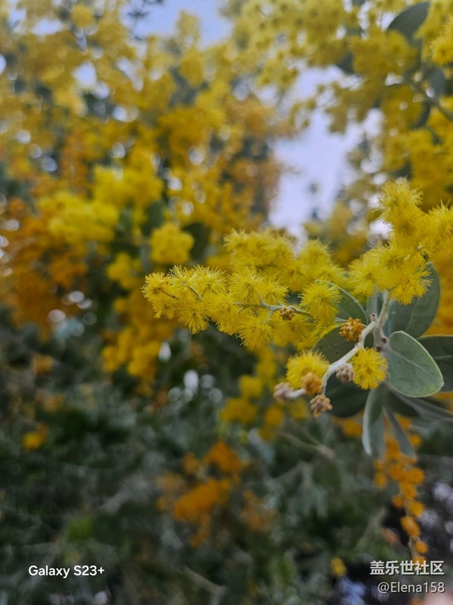 【繁花入夢】昨日黃花之今日繁華