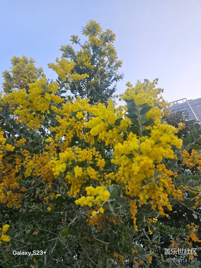 【繁花入夢】昨日黃花之今日繁華