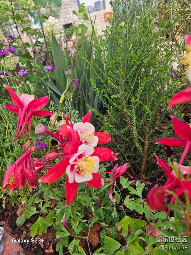 【繁花入夢(mèng)】繁花如夢(mèng)令