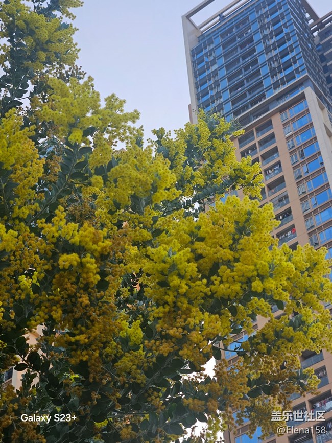 【繁花入夢】昨日黃花之今日繁華
