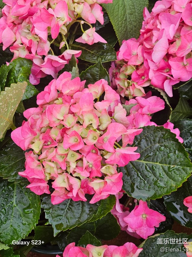 【繁花入夢(mèng)】繁花如夢(mèng)令