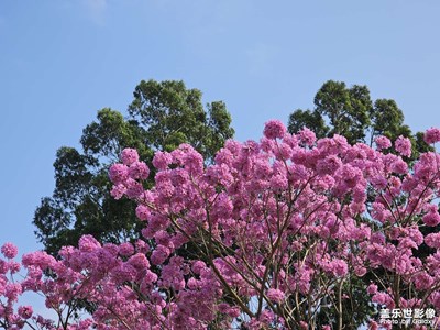 【光影一刻】紫花風(fēng)鈴木