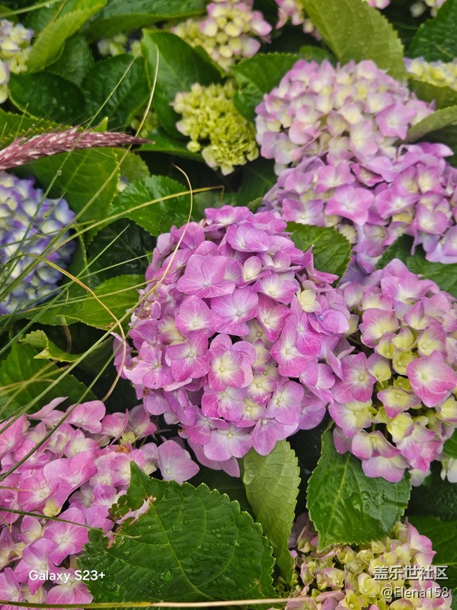 【繁花入夢(mèng)】繁花如夢(mèng)令