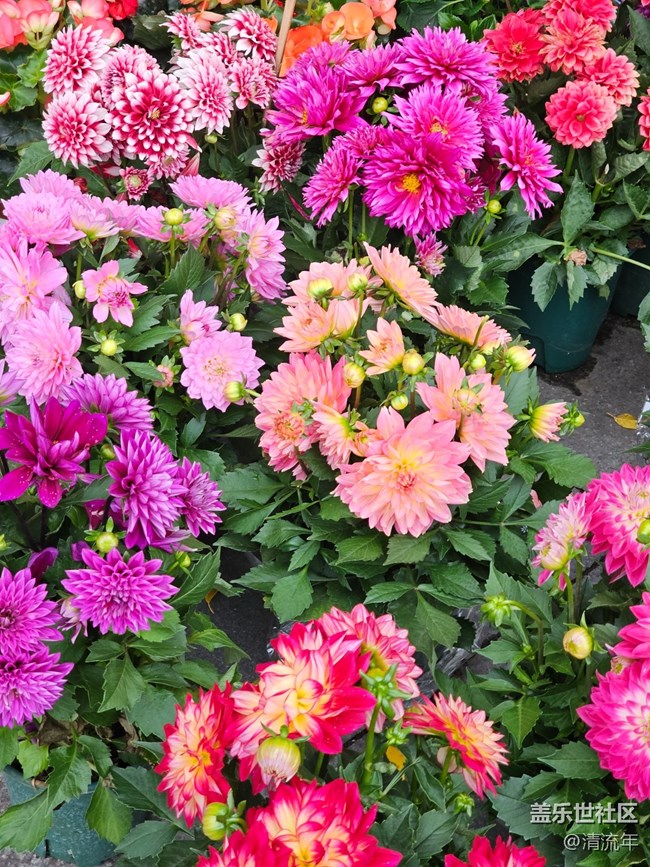 【旅途瞬間志】公園賞花