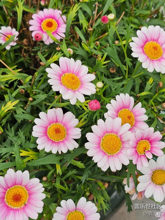 【旅途瞬間志】公園賞花