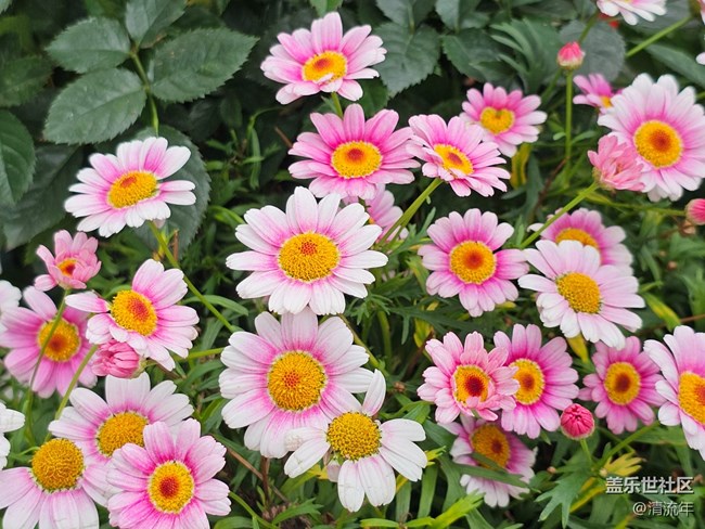 【旅途瞬間志】公園賞花