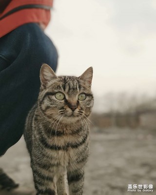 【光影一刻】+正月十五（2026）