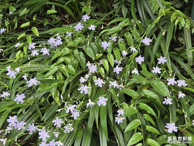 【光影一刻】層層疊疊的綠意