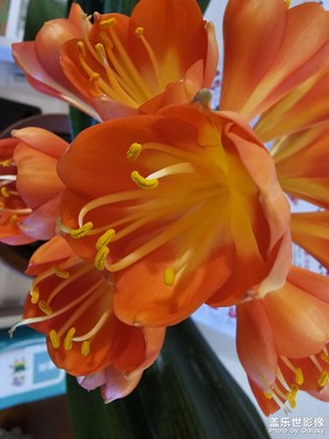 【光影一刻】花開時節(jié)