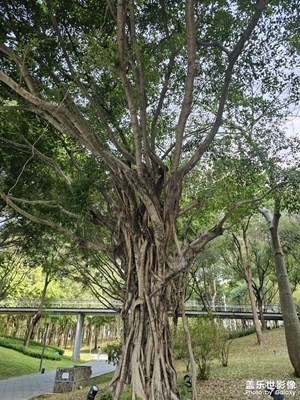 【光影一刻】游園一刻