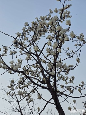 【光影一刻】花開(kāi)時(shí)節(jié)