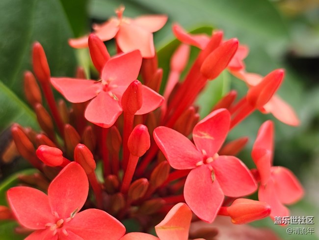 【旅途瞬間志】公園賞花